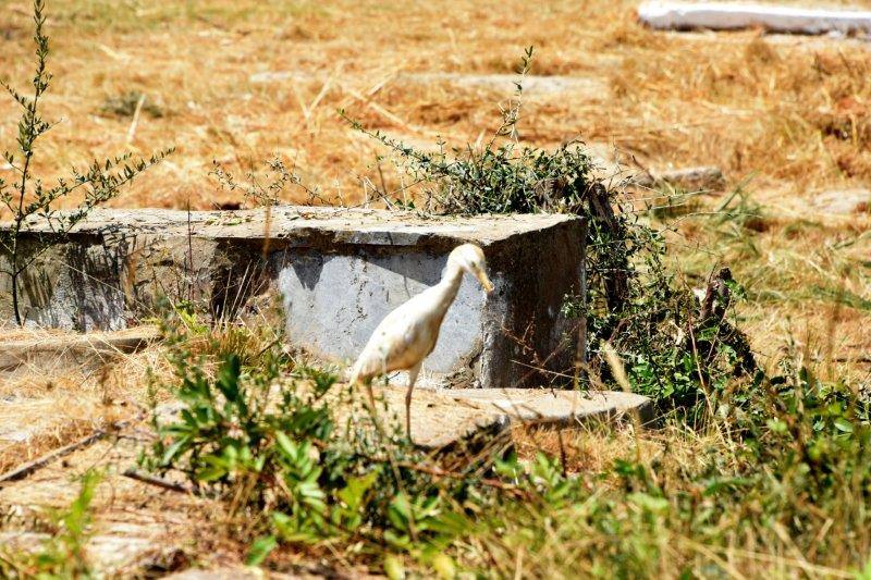 maroc sale cimetiere juif tombe animaux oiseu ZBL 4913 (11)